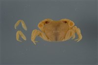 藏品(平背蜞)的圖片